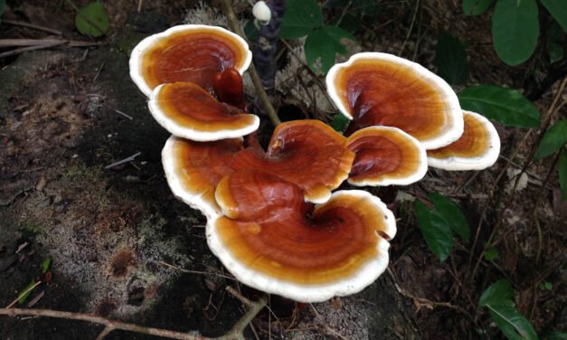 Il Reishi –  Daniela Di Leo Naturopata