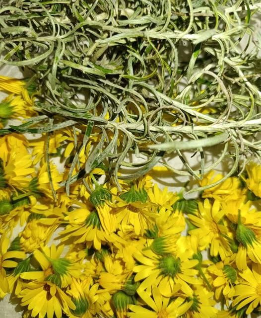 Raccolta di Calendula ed Elicriso